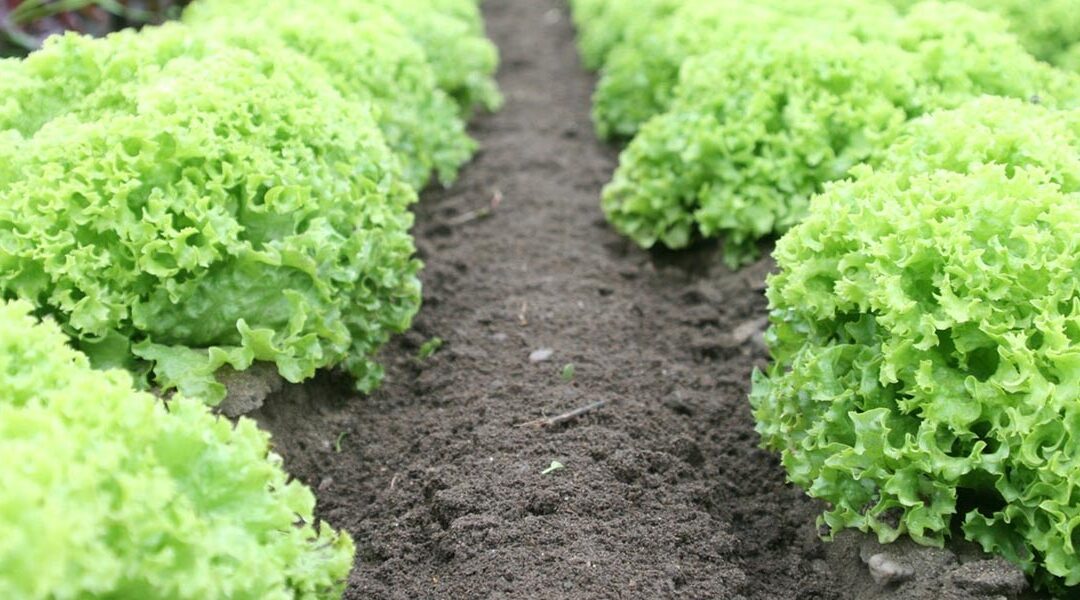 Organic Farming in the Country has doubled