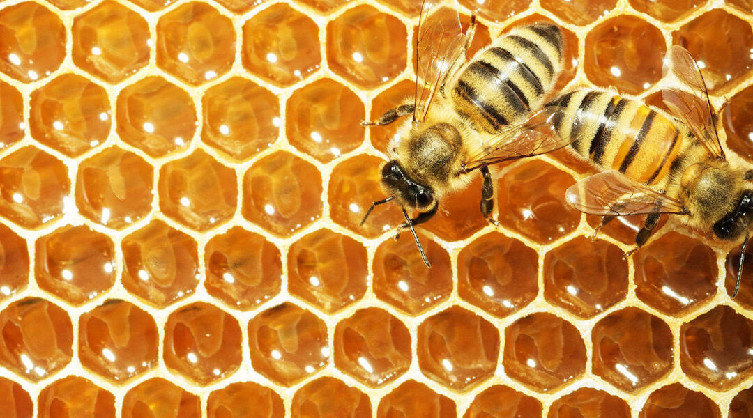 KVIC’s Honey Mission Earns First Income for Migrant Workers, with Higher Yield following in Coming Months