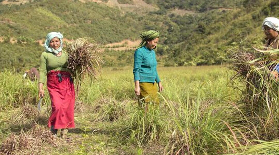 Growing grass instead of poppy and yet making money