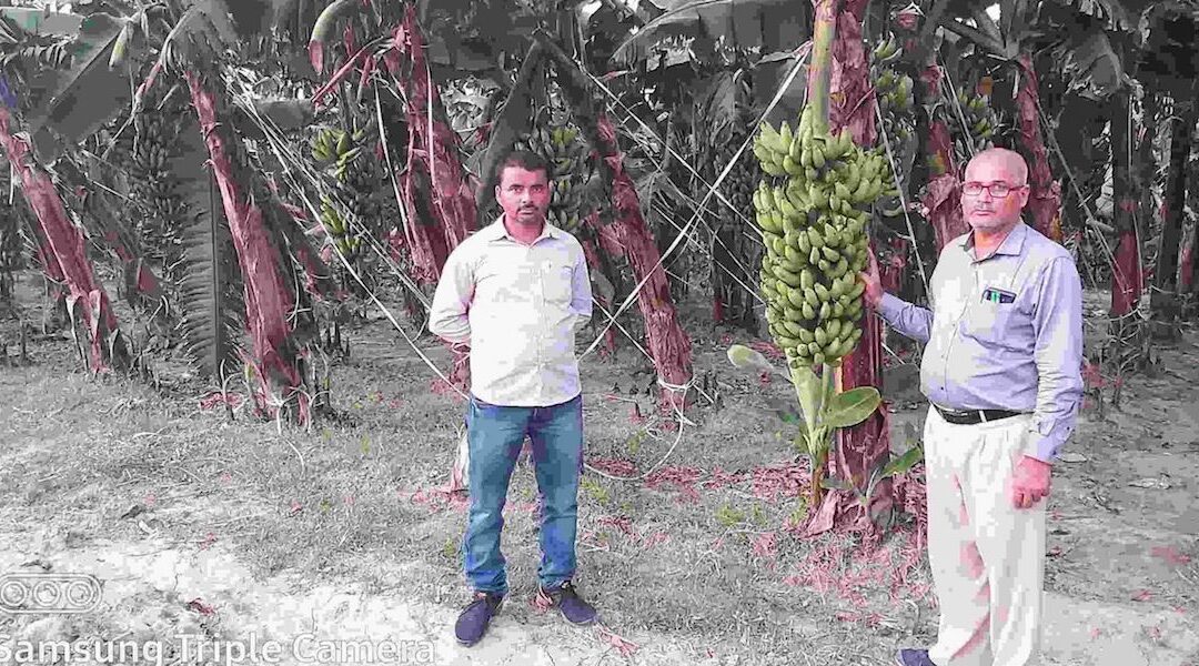 Banana Farming Helps the  UP Farmer’s Earning To Spike From 11,000 to 12 Lakh