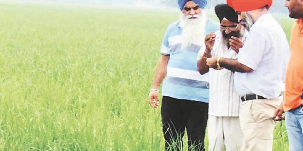 basmati-punjab-1200