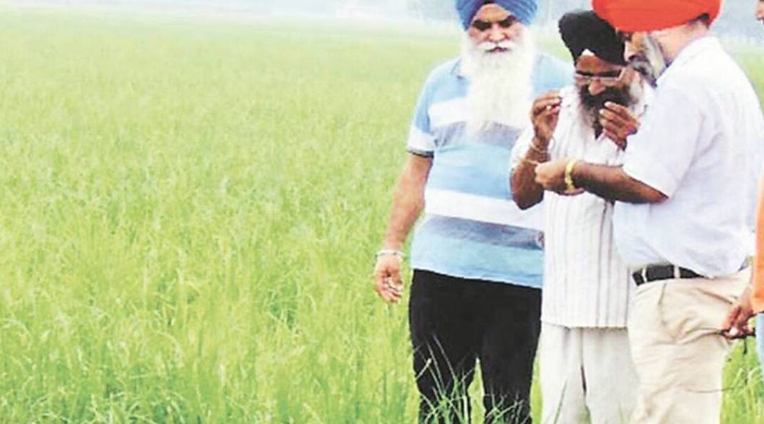 Punjab new nutrient rich crop & vegetable varieties can cater to nutritional needs of the country