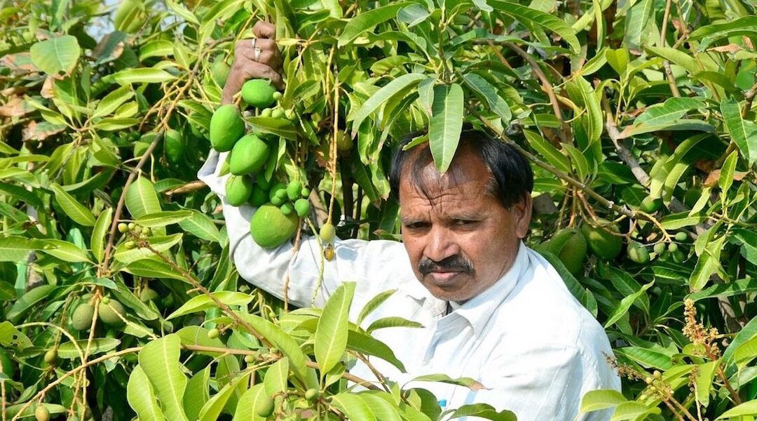 Kota Farmer Grows  Mango Round the Year