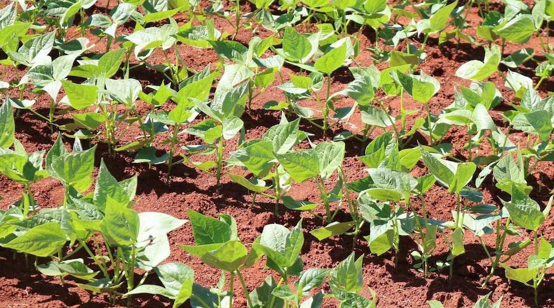 India Develops New High-yielding and Pest-resistant variety of Soybean to Help Boost Countrywide Production