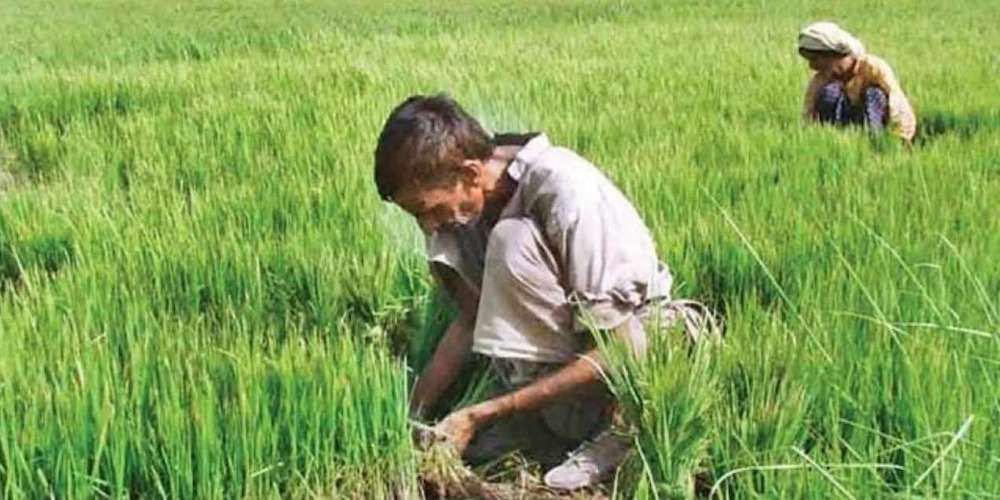 pm-fasal-bima-yojana