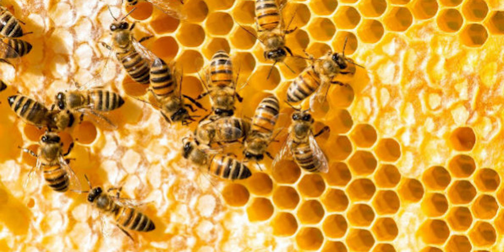 Beehive