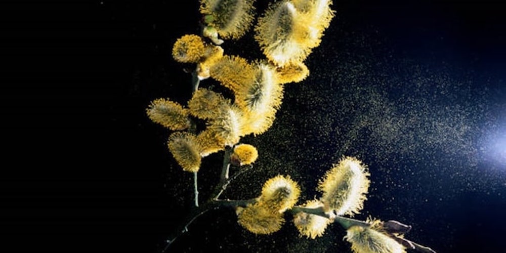 Pollen_0