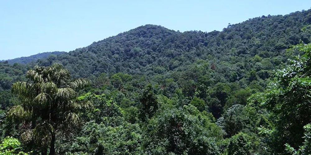 Forest