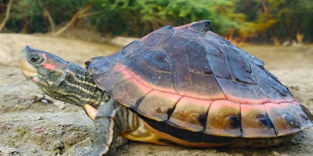 Tent Turtle