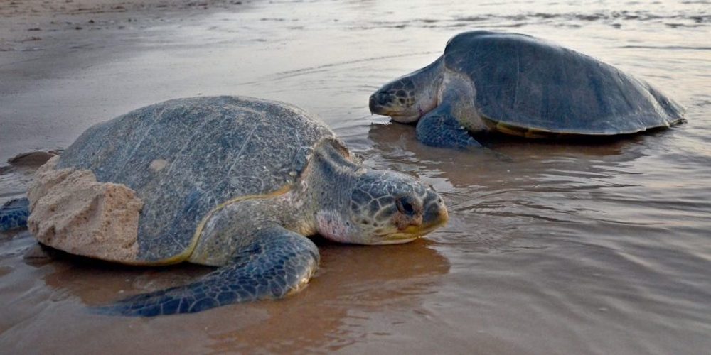 Turtles_EPS1234-e1615065274320