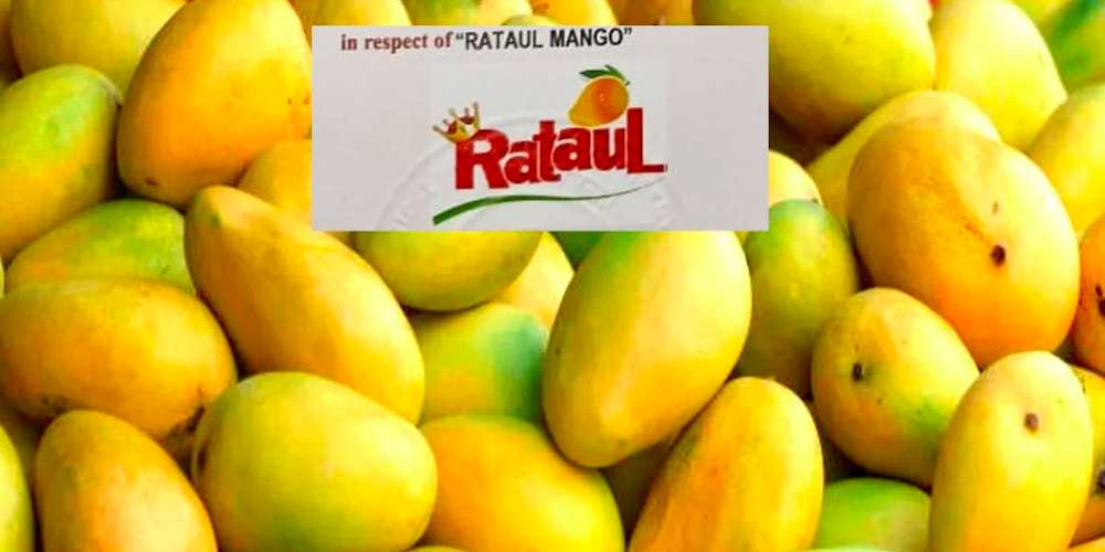 Rataul Mango