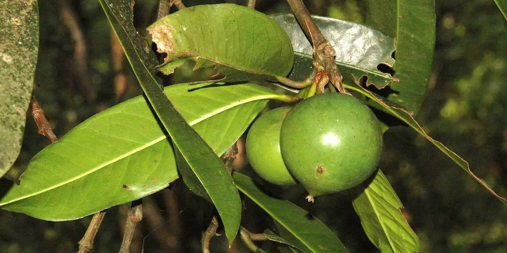 garcinia