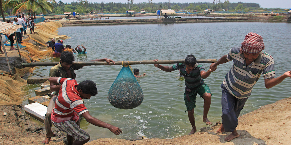Inspiring the Fish-Farmers