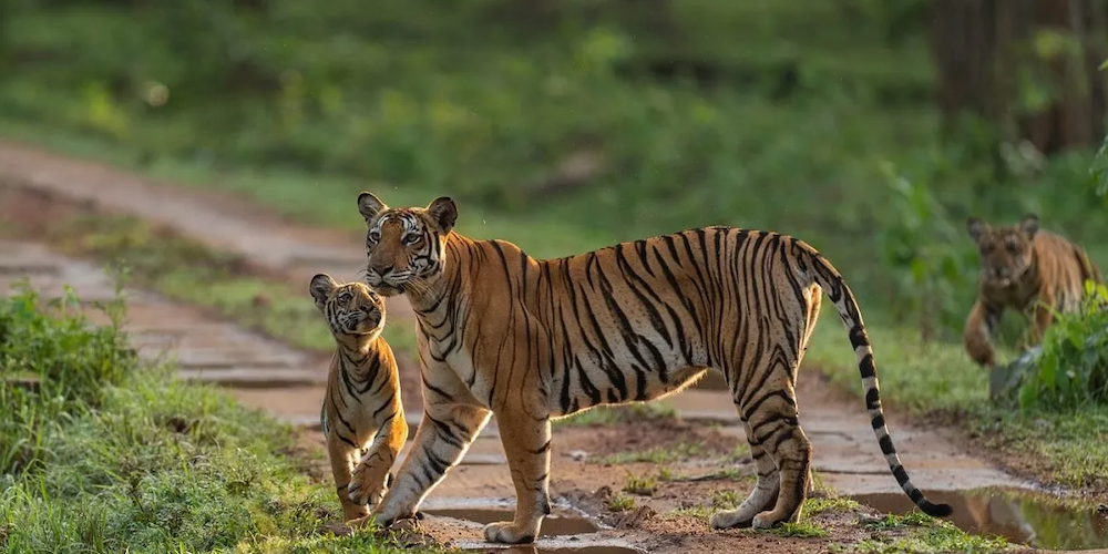 Kabini-Wildlife-Sanctuary-Karnataka