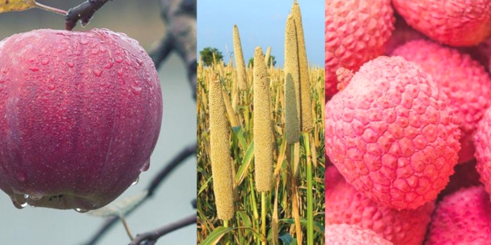 Kharif Crops