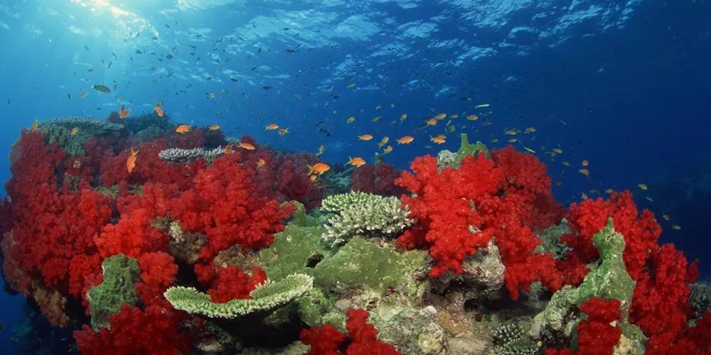 Protecting the Ecosystem