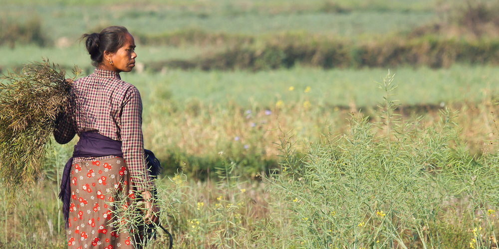 Tharu woman working in crop in Nepal