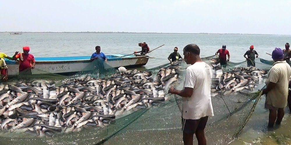 Fisheries