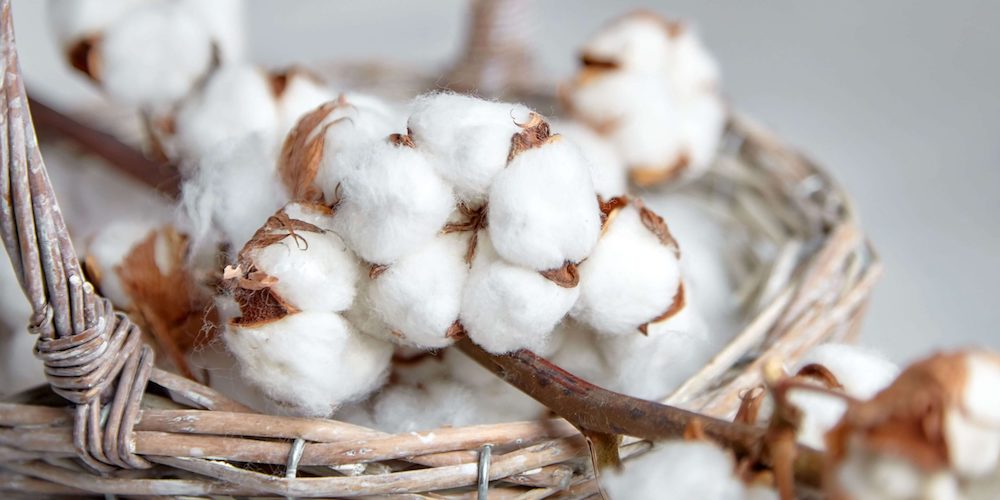 Indian Cotton